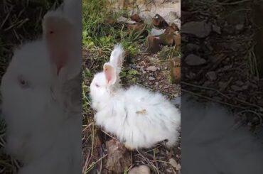 cute cute cute