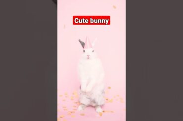 cute bunny#bunny #beautiful #cutebunny #shortvideo