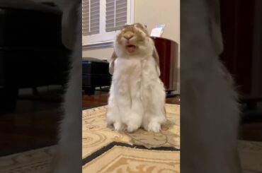 Cute Rabbit Waah