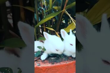 Cute funny baby Rabbit tiktok #rabbit #cuteanimals #cute #tiktok  @Cute animals
