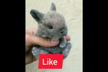 Do you love bunny or rabbits ? #bunny #rabbits #cuterabbit cuterabbit #babyrabbit babyrabb #rabbits