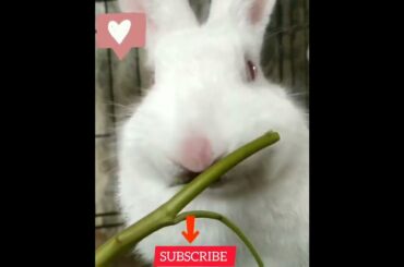 Cute rabbit #shorts #rabbits #bunnys