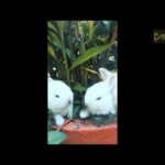 Funny and Cute Baby Bunny Rabbit Videos - Baby Animal Video Compilation2022