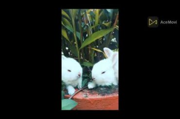 Funny and Cute Baby Bunny Rabbit Videos - Baby Animal Video Compilation2022
