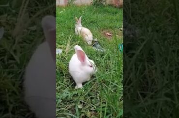 cute bunny enjoying food