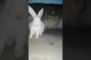 cute bunny #shorts