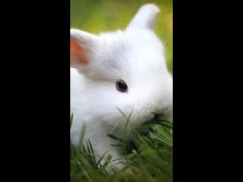 So cute bunny #shorts #petlover #reels,#cutebunny