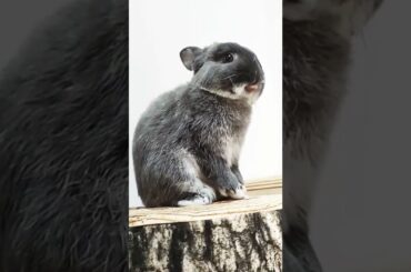 Cute Rabbit Funny Video #short #shorts #rabbit #bunny #animal #animals #pets #pet #cuteanimals #cute