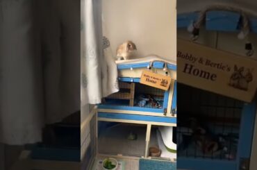 Cute Bunny Videos - #animallover #rabbit #bunny