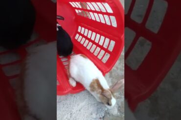 #b97 cute bunny evening outing #shorts