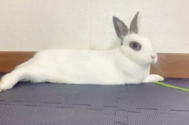 Funny and Cute  Bunny Rabbit Videos -  Animal Video Compilation