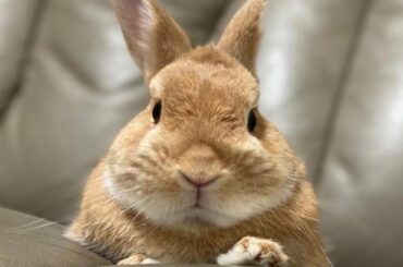 The Cutest Baby Bunny Of The NEW YEAR (2022)