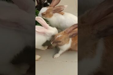 #c6 so cute rabbit family #shorts