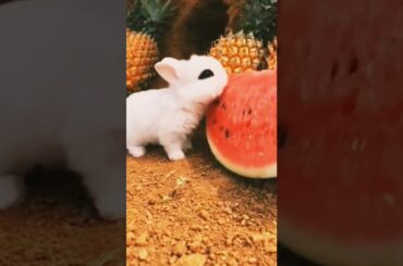 cute rabbit || animal shorts video#animals #rabbit #shorts