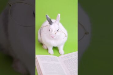 Funny and Cute Baby Bunny Rabbit Videos - Baby Animal Video Compilation (2022)