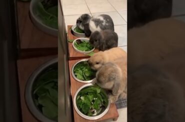 Cute Cute Rabbit- Cute Baby Rabbit #whitepuppy #Cute #Cutepuppy #rabbit