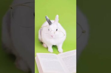 Cute rabbit video