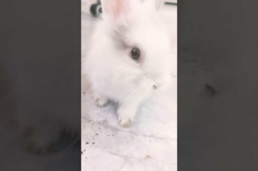 Cute Bunny eating