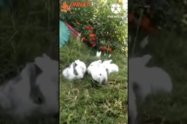 Cute Rabbit Babies ll 15 Days Baby Rabbits