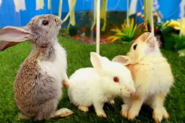 Cute Rabbits eating Cucumber/Bunnies Funny Video/Baby Bunny Rabbits Video Compilation/Pet Videos