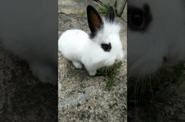 CUTE BUNNY CUTE BUNNY GIRL SHORT