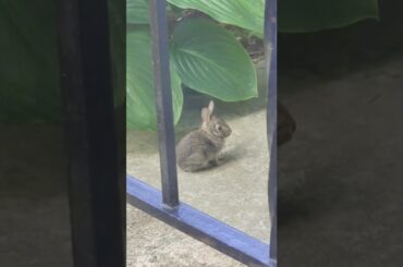 Super baby bunny the size of a palm. WoW.