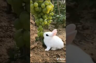 Cute rabbit #shorts