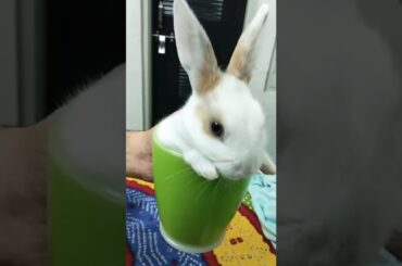Anybody from Jaipur want to adopt this cute baby bunny? #shorts #cuteanimals