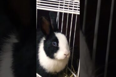 Cute Bunny Moving Its Nose