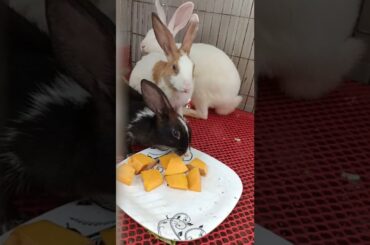 #c28 cute bunny rabbit eating Pumpkin #shorts