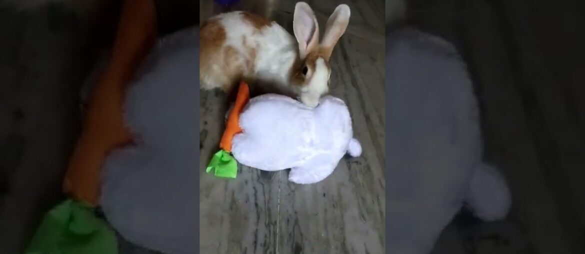 Cute Rabbit playing with toy rabbit |#shorts