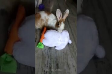 Cute Rabbit playing with toy rabbit |#shorts