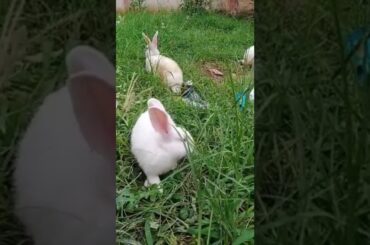 cute bunny enjoying