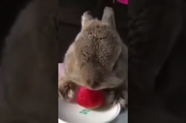 Cute Bunny Eating Strawberry Cute Baby Bunny #shorts #bunny
