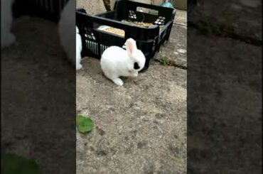 CUTE BUNNY FUNNY BUNNY