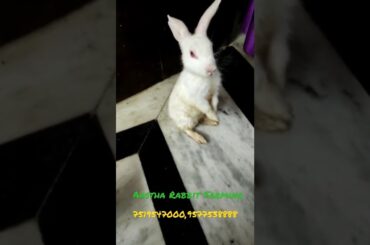funnyRabbit#rabbit #cute #new #Aastha Rabbit farming