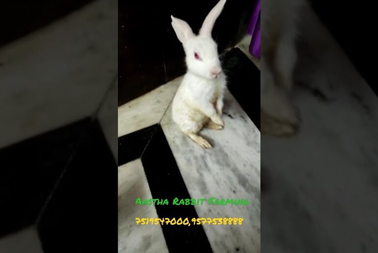funnyRabbit#rabbit #cute #new #Aastha Rabbit farming