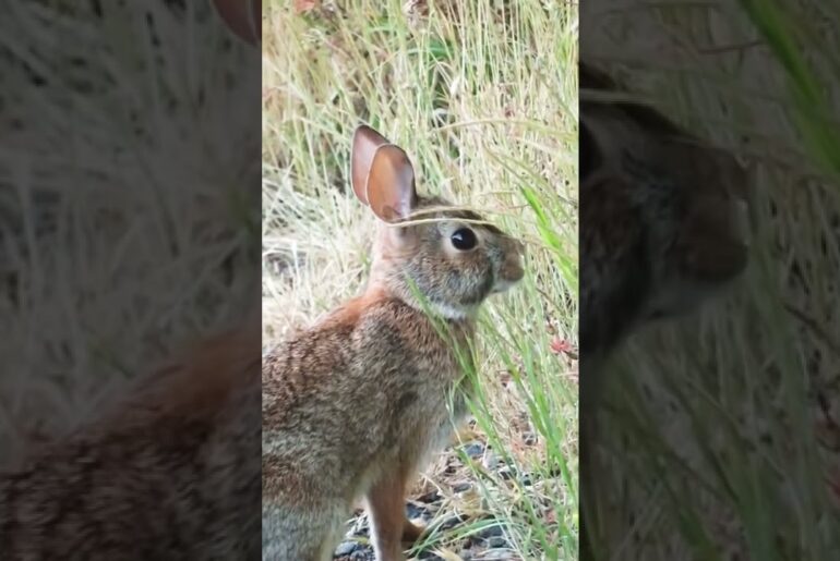 Cute Wild Rabbit Short Video #short #shorts #rabbit #wildlife #animal #animals #pets #pet #bunny