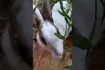 Cute rabbit playing in bushes |#shorts