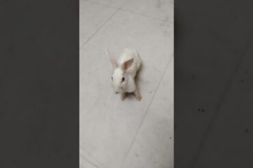 #chubby #bunny #cute #small #baby #rabbits #bunnies #shorts