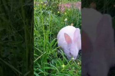 cute bunny having fun
