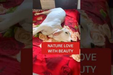 Rabbit baby | calf of cow | baby of cow | cute animal | cute rabbit | natural videos | animal video