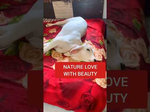 Rabbit baby | calf of cow | baby of cow | cute animal | cute rabbit | natural videos | animal video