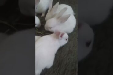 #chubby#bunny#cute#small#baby#rabbits#bunnies#shorts