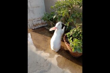 cute rabbit cute photo#shorts