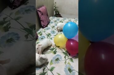 Cute rabbit