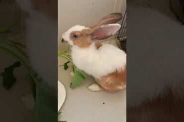 #b77 cute bunny rabbit eating #shorts