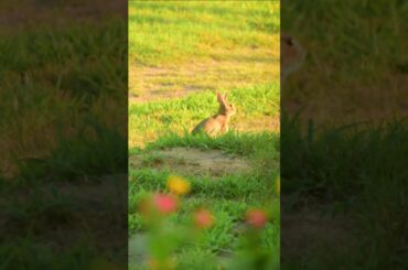VERY CUTE! Jumping rabbit. #shorts