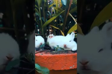 Cute baby bunny Rabbit #rabbit #bunny