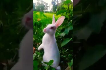 cute bunny is playing#shorts